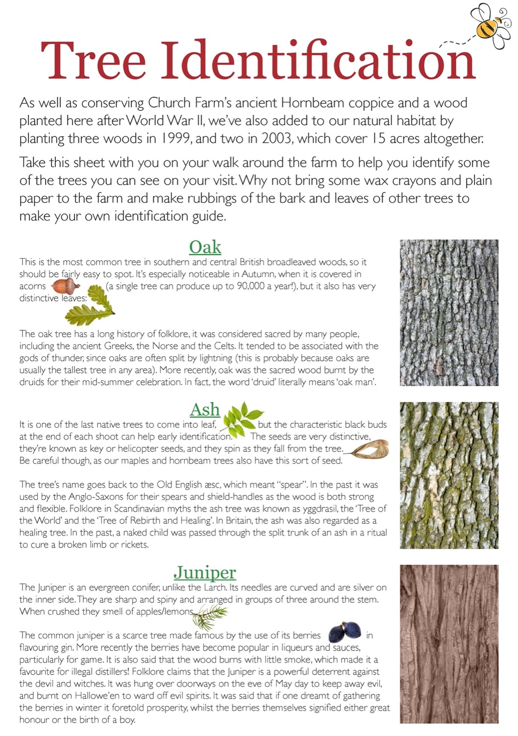 Printable Tree Identification Guide